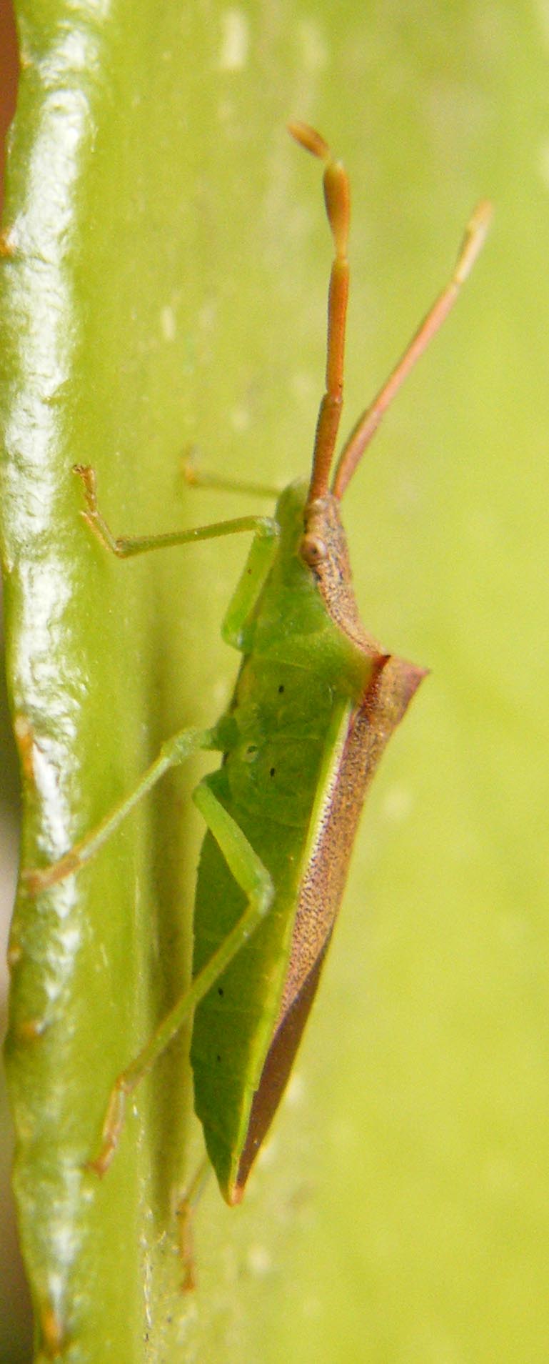 Coreidae: Gonocerus insidiator